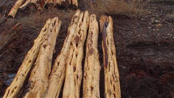 Auld Cedar Yard - Cedar Posts, CedarClearing, Cedar Fencing